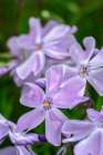 Creeping Phlox Art Print